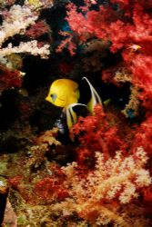 soft corals and 2 species of butterfly fish together take... by Javier Sandoval 
